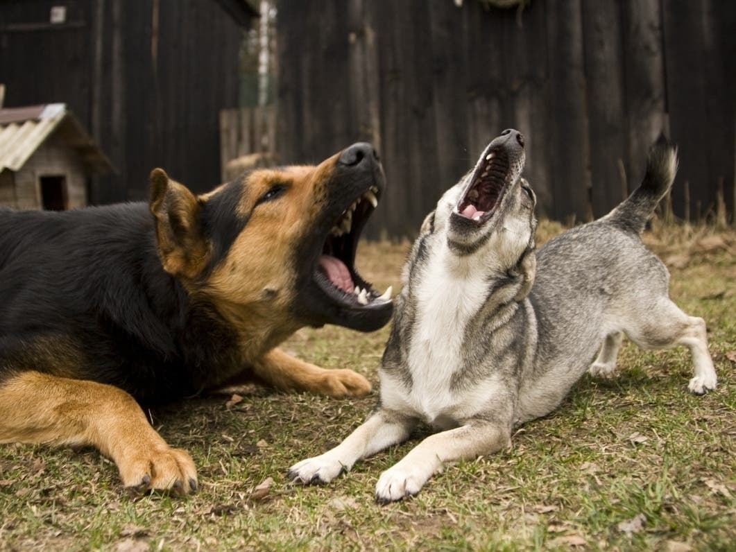 Who Let The Dogs Out And Let Them Bark All Night Long: Block Talk