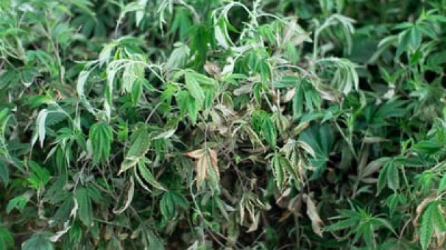 Why Canopy Growth Stock Crashed 10% on Thursday