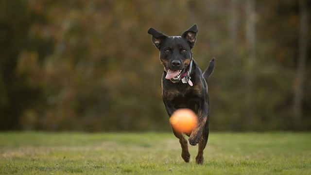 Why Chewy Stock Was Gaining Today