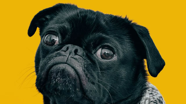 Why Freshpet (FRPT) Outpaced the Stock Market Today