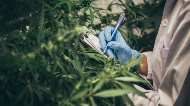 Why Is Leafly (LFLY) Stock Down 5% Today?