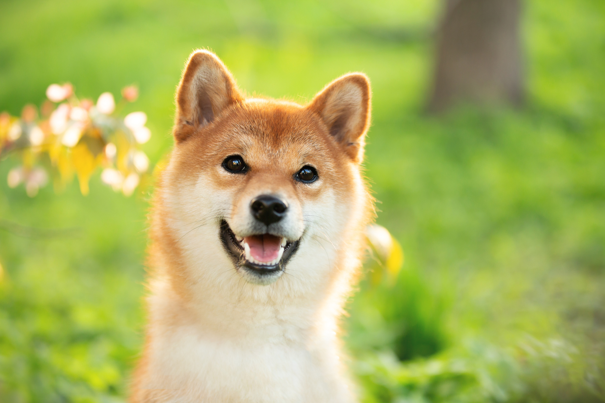 Why Petco Stock Was a Good, Good Boy on Friday