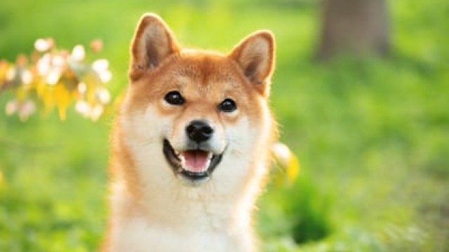 Why Petco Stock Was Soaring Today