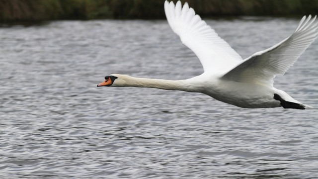 YMAX: A New SWAN For Income Investors