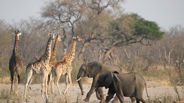 Zimbabwe to look East for trophy hunting export markets