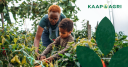 Kaap Agri Limited Logo