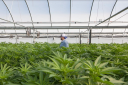 DPUI's stock peer is MILC (Millennium Sustainable Ventures Corp.)